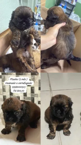 Shih tzu