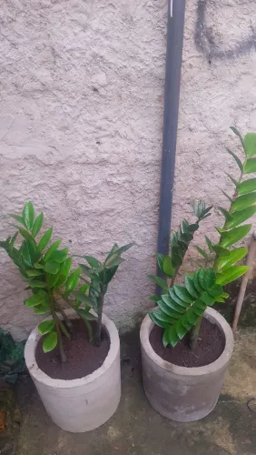 Planta