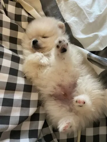 Cachorro Lulu da Pomerania promoção especial para família amor