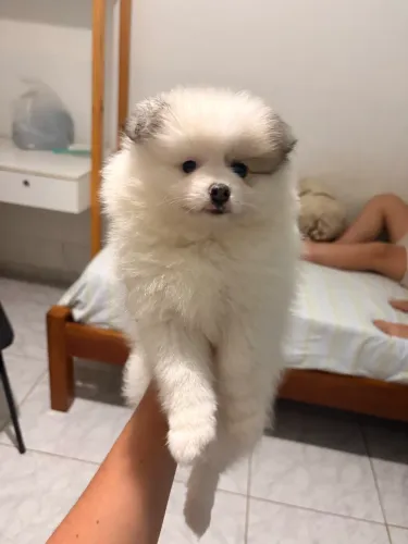 Filhote Lulu da pomerania