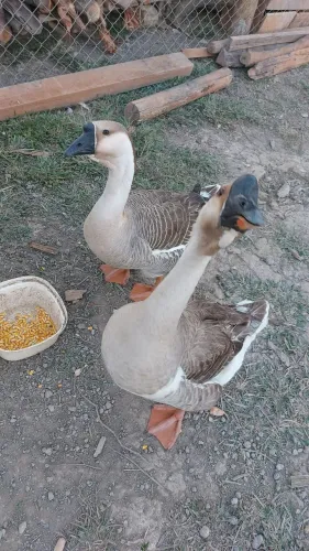 Casal de Ganso africano de bengala