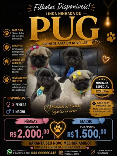 Lindos filhotes de Pug Black com pedigree