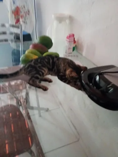 Gatinha para adoção fêmea castrada 