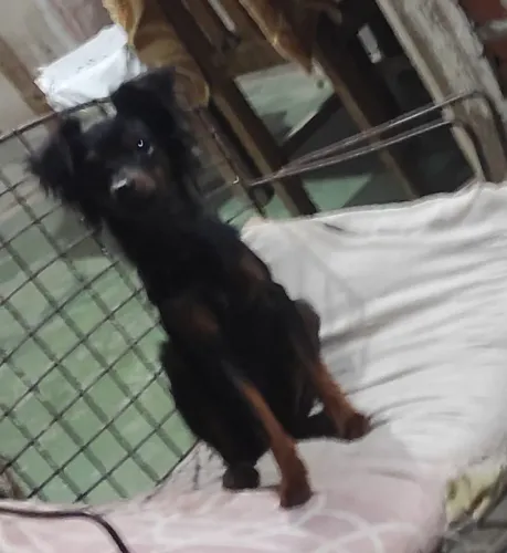 Cachorro pinscher
