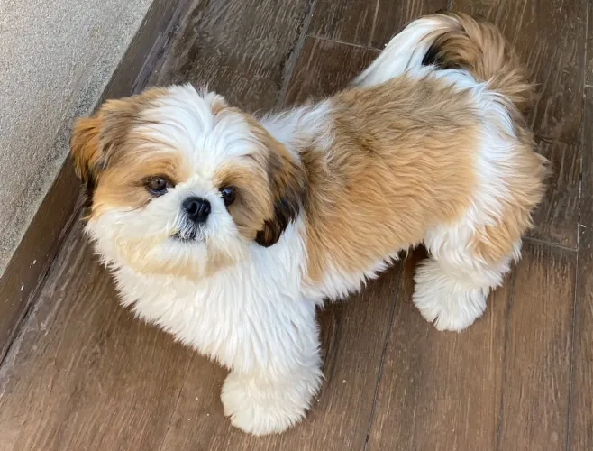 Shih Tzu