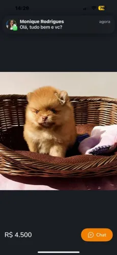 Lulu da Pomerânia - Seja feliz com seu filhote.