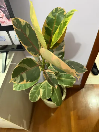 ficus elastica ruby 1,60 com vaso