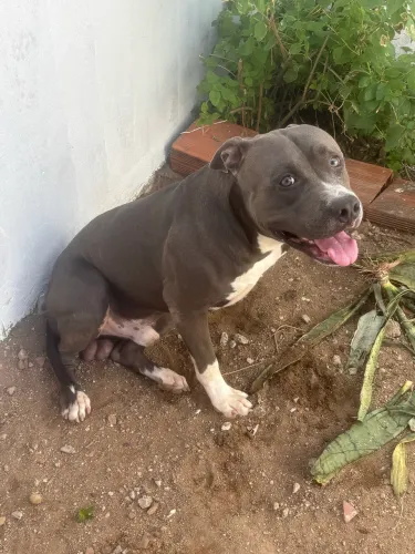 Doação pitbull