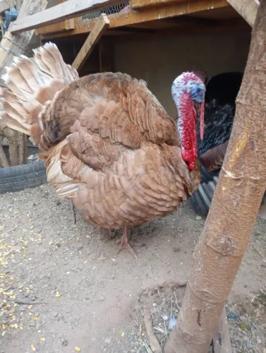 Patos , porquinhos da índia e perus