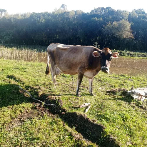 Vaca Jersey à venda