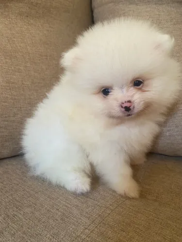 LULU DA POMERANIA FÊMEA 