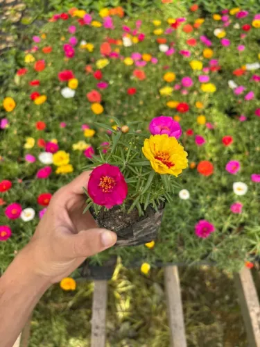Portulacas coloridas onze-horas