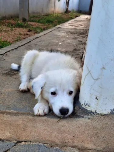 FILHOTES DE BORDE COLLIE A VENDA ?