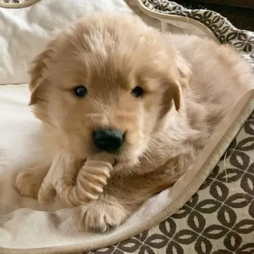 Filhotes de Golden Retriever | Um verdadeiro conquistador.