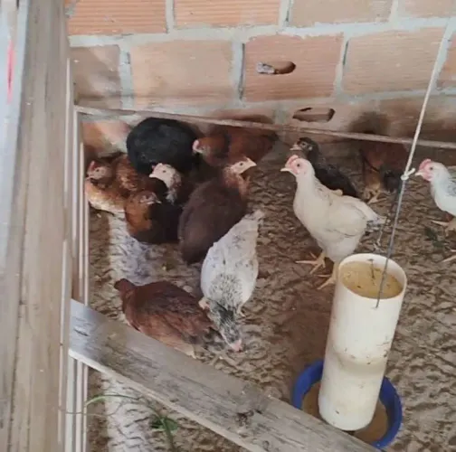 Vendo ovos galados e frangas caipira pescoço pelado e mais