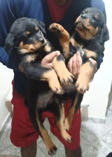 Cães Filhotes Rottweiler 