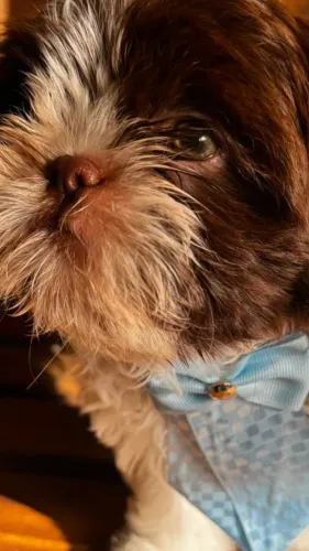 Shih Tzu Macho
