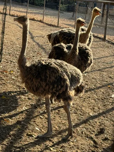 Avestruz com 6 meses
