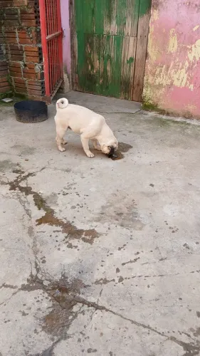 Vendo pug femia 8 mes