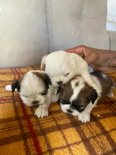 Filhotes de shih tzu