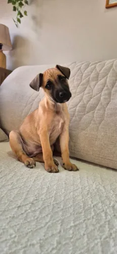 Filhote fêmea para adoção - 3/4 meses