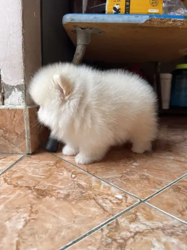 Lulu da Pomerânia simplesmente perfeito
