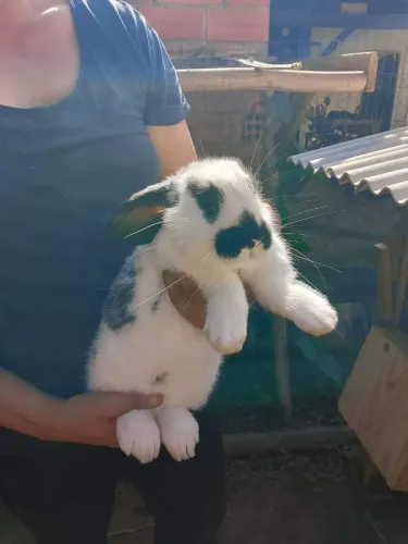 Coelhos gigante borboleta 