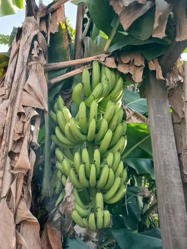 Cacho de Banana Prata