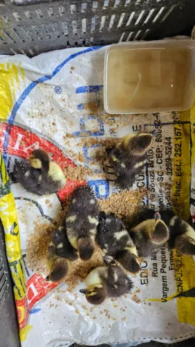 VENDE-SE FILHOTES DE PATO 