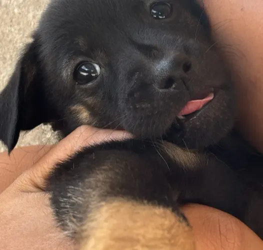 Doando filhote macho já verfumigado