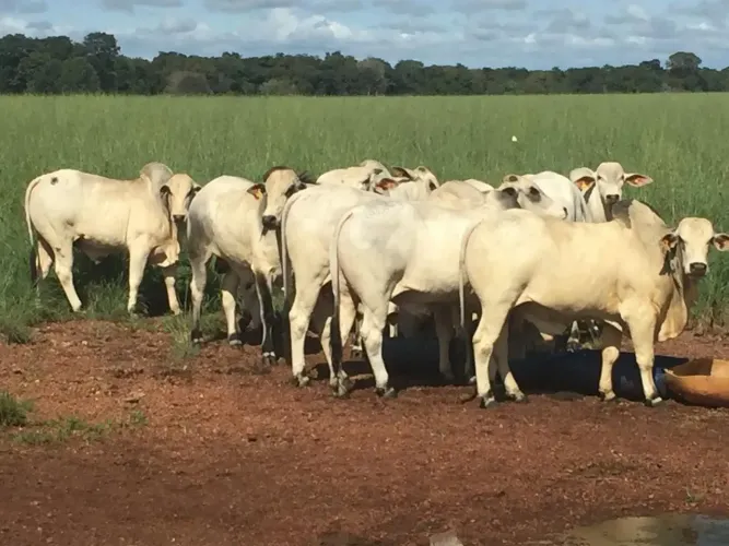 Fazenda a venda, em São Miguel do Araguaia - GO