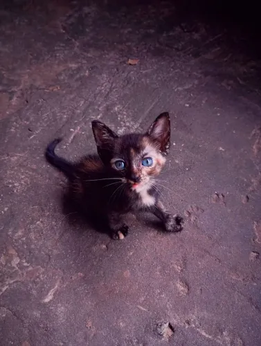 Gatinho para adoção