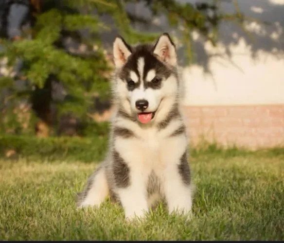 Husky siberiano verdadeiro 