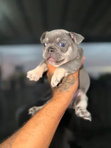 Bulldog francês Blue olho azul 
