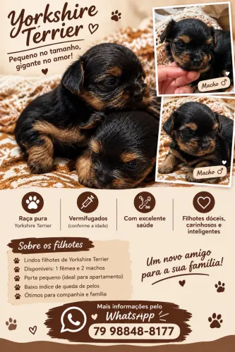 Vende-se cachorro macho yorkshire