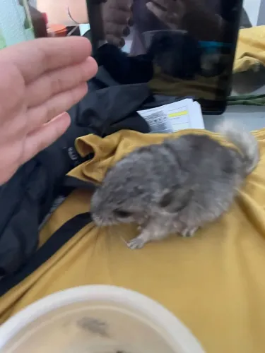Chinchila filhote