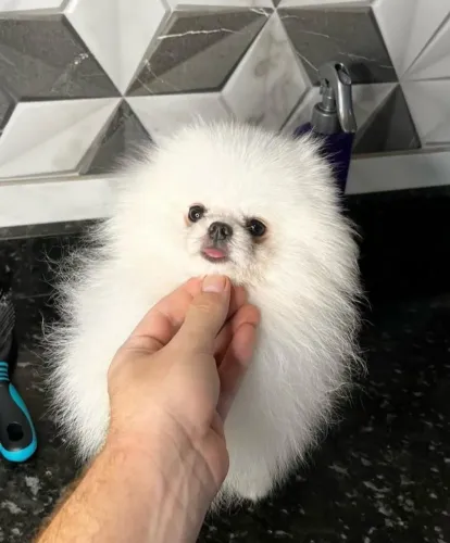 Spitz alemão anão -Baby face ursinho venha garantir 