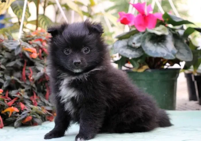 Spitz Alemão,Spitz Alemão Filhote Muito Amoroso e Dócil