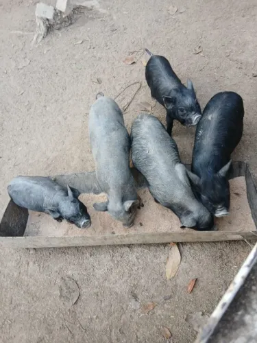 Vende-se leitões caruncho