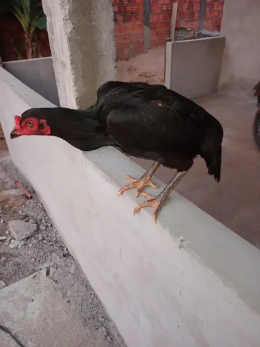 Vendo umas galinha indiana