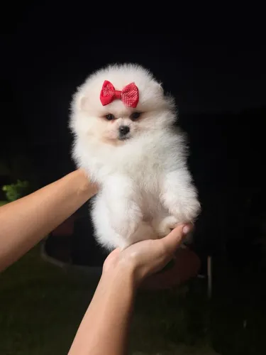 Lulu de alto padrão