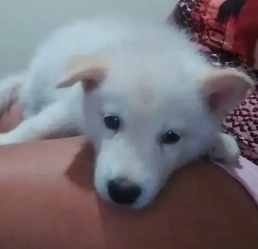 Vendo husky siberiano