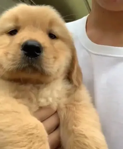 Filhotes de Golden Retriever | Carinho que preenche o dia.
