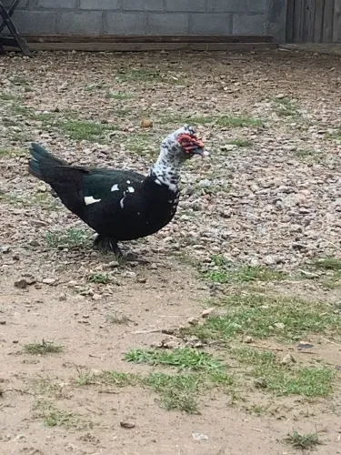 Pato lindo bem grande 