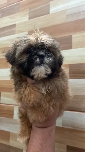 ? FILHOTE DE SHIH TZU