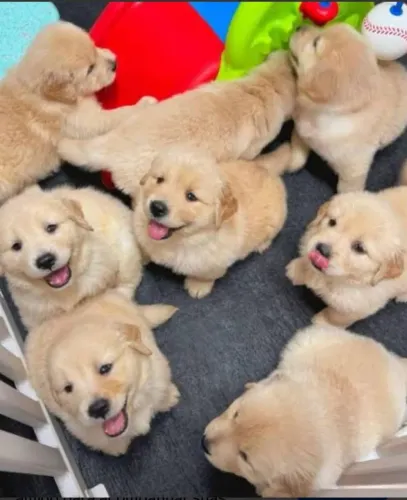 Golden Retriever filhote