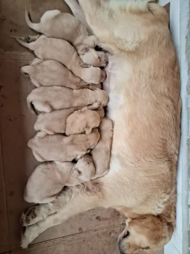 Filhotes de Golden retrievier macho e fêmea