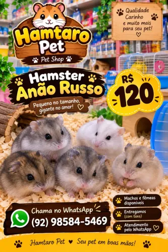 Hamster anão russo