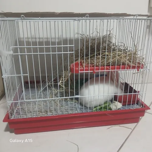 Venda de coelho com gaiola e tudo