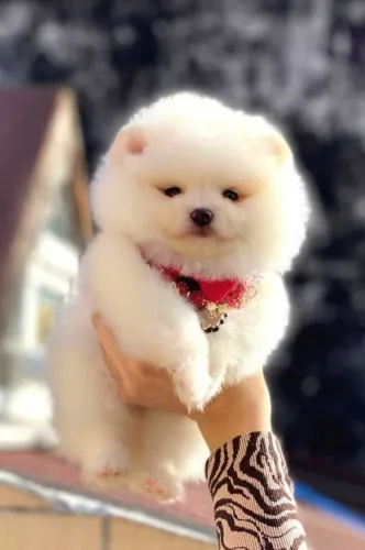 Lulu da Pomerânia 
